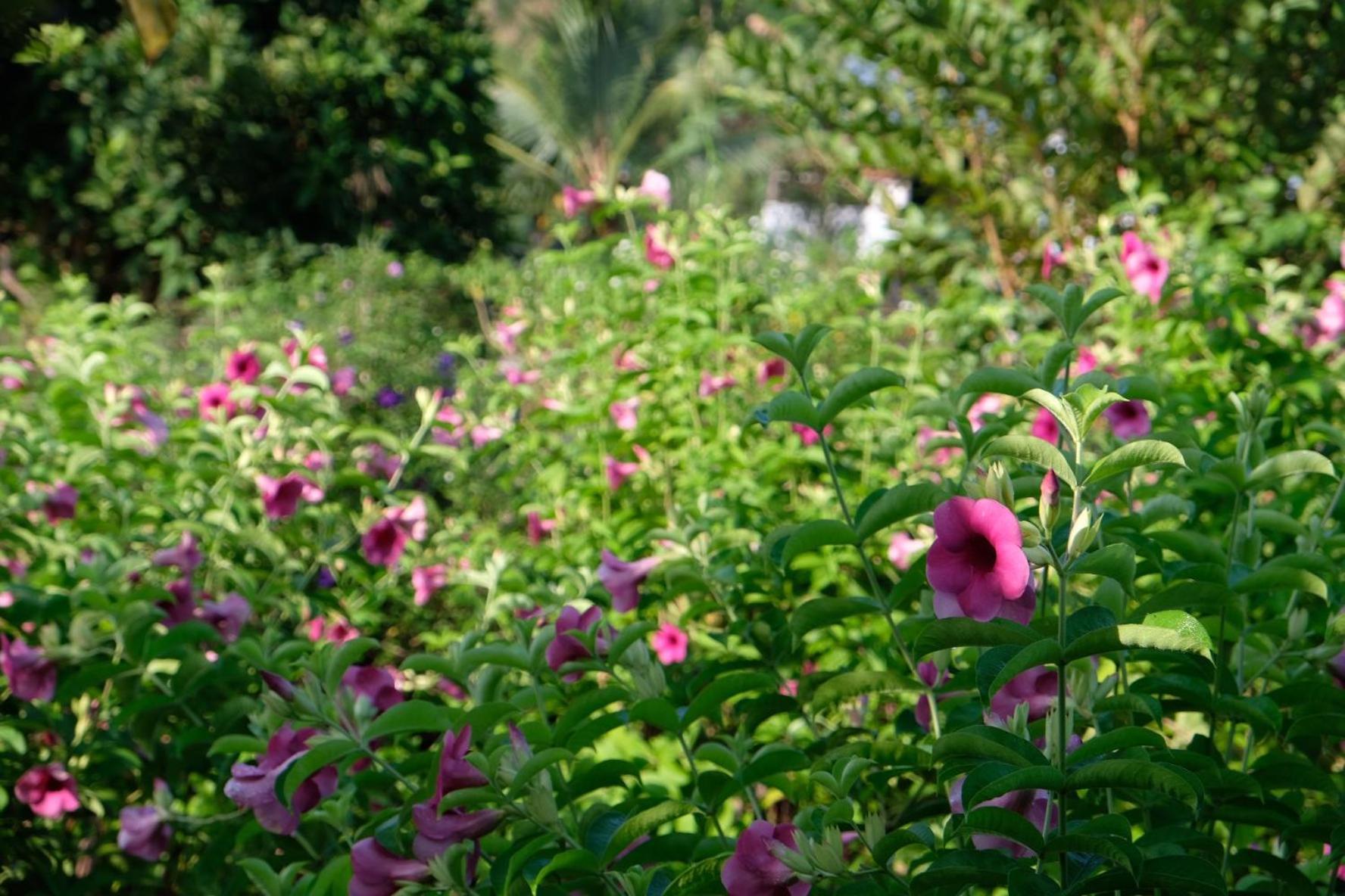 Bungalow - Farmstay Hoa Rung U Minh Cà Mau Zewnętrze zdjęcie